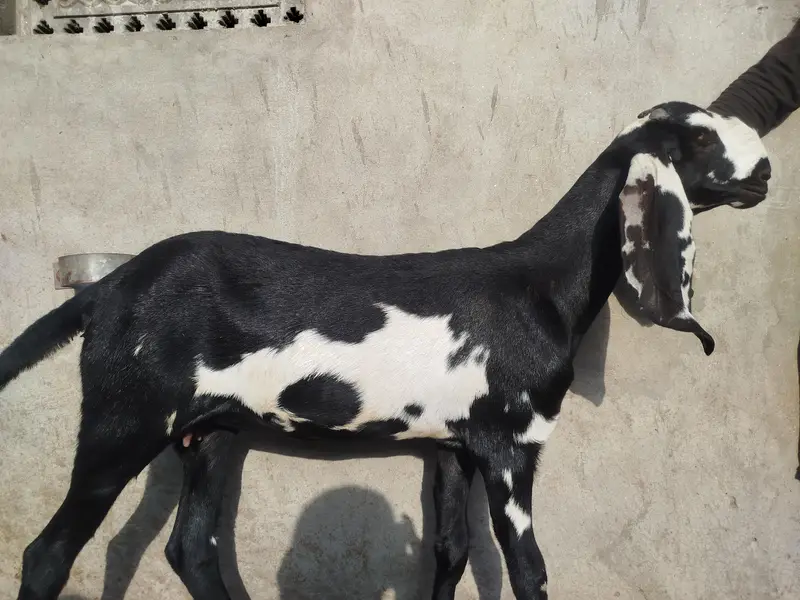 Amradsari Beetal Goat ! Bakri ! Path ! Top Quality — photo 4