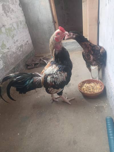 Pure Amroha Marathi Aseel Pair For Sale – Jawa & Lansni
