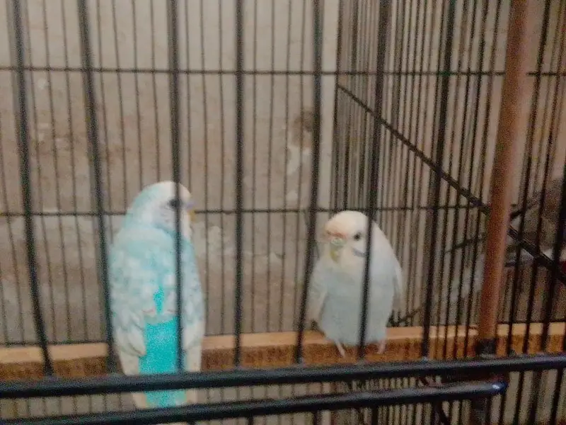 Budgie — photo 2