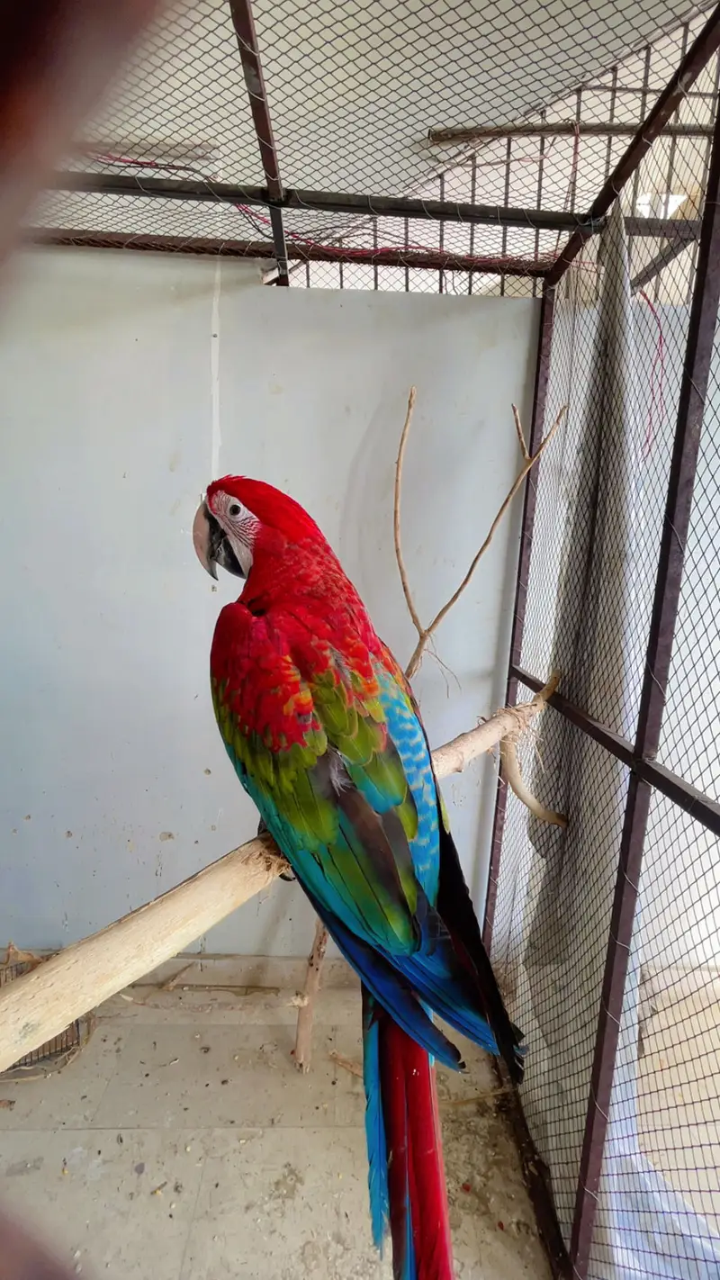 Green wing Macaw parrot — photo 6