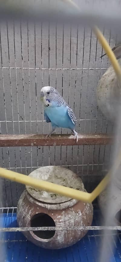 Parrots Budgies Blue/Yellow/White