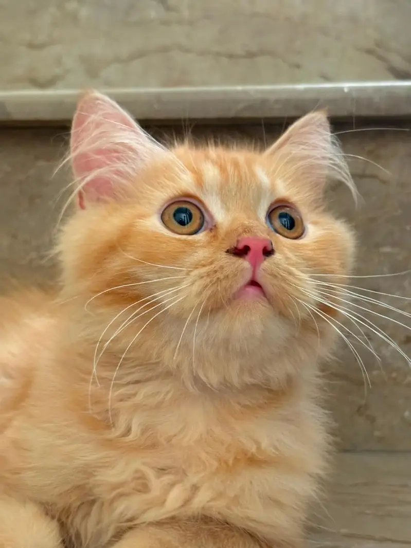 Persian Camel colour cat — photo 5
