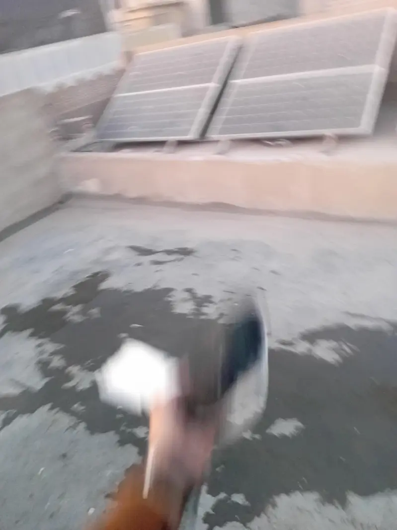 Sherazi pigeon for sale — photo 9