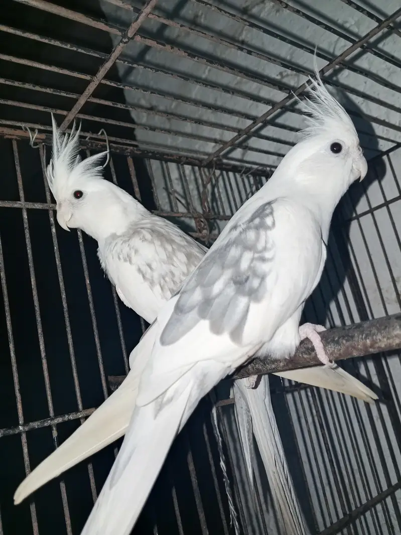 breeder pair cocktail 03123324433 — photo 2
