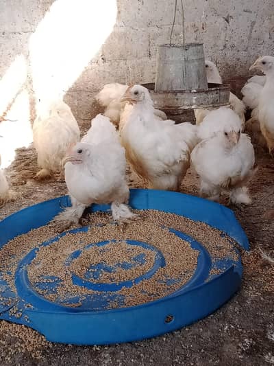 Bantam chicks