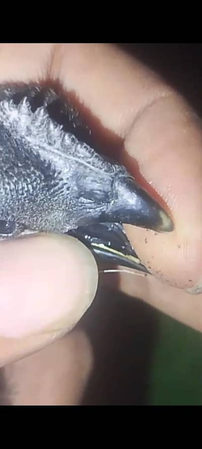 chicks