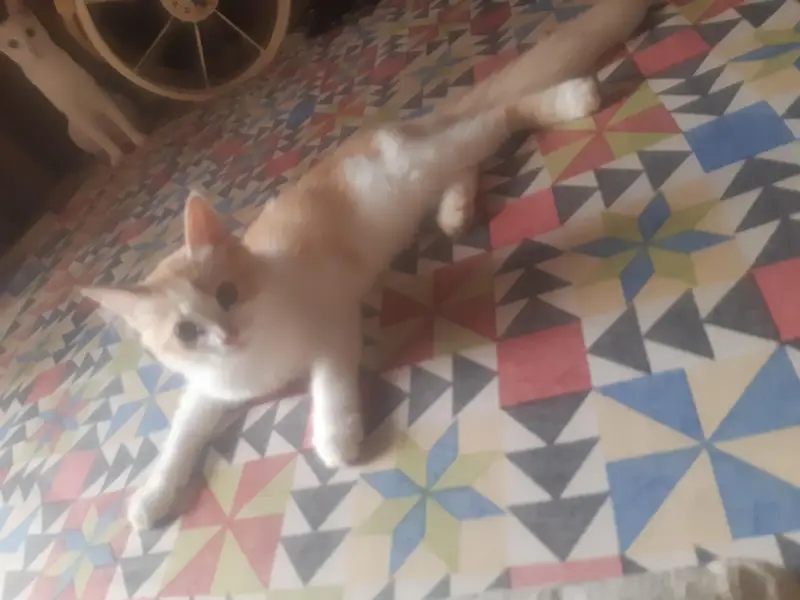 Kid cat — photo 6