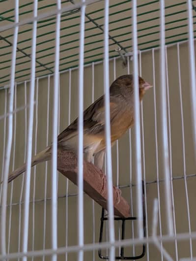 Top Quality Male Canaries for Sale
