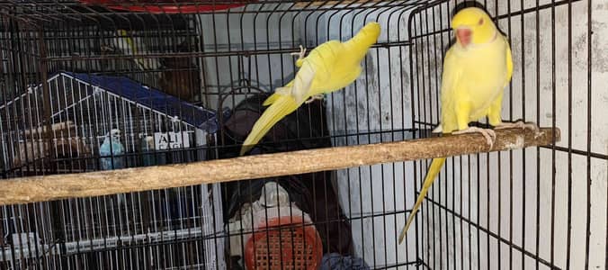 Butt Parrots