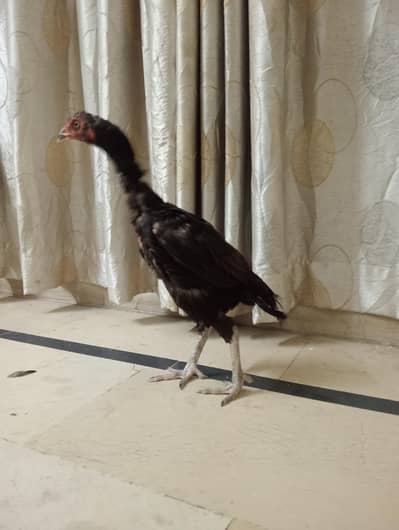 A1 QUALITY birds