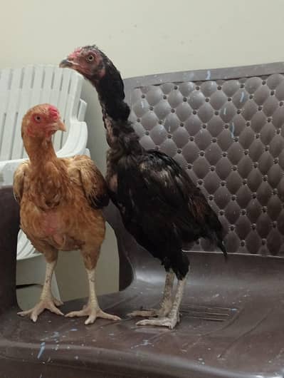 A1 QUALITY birds
