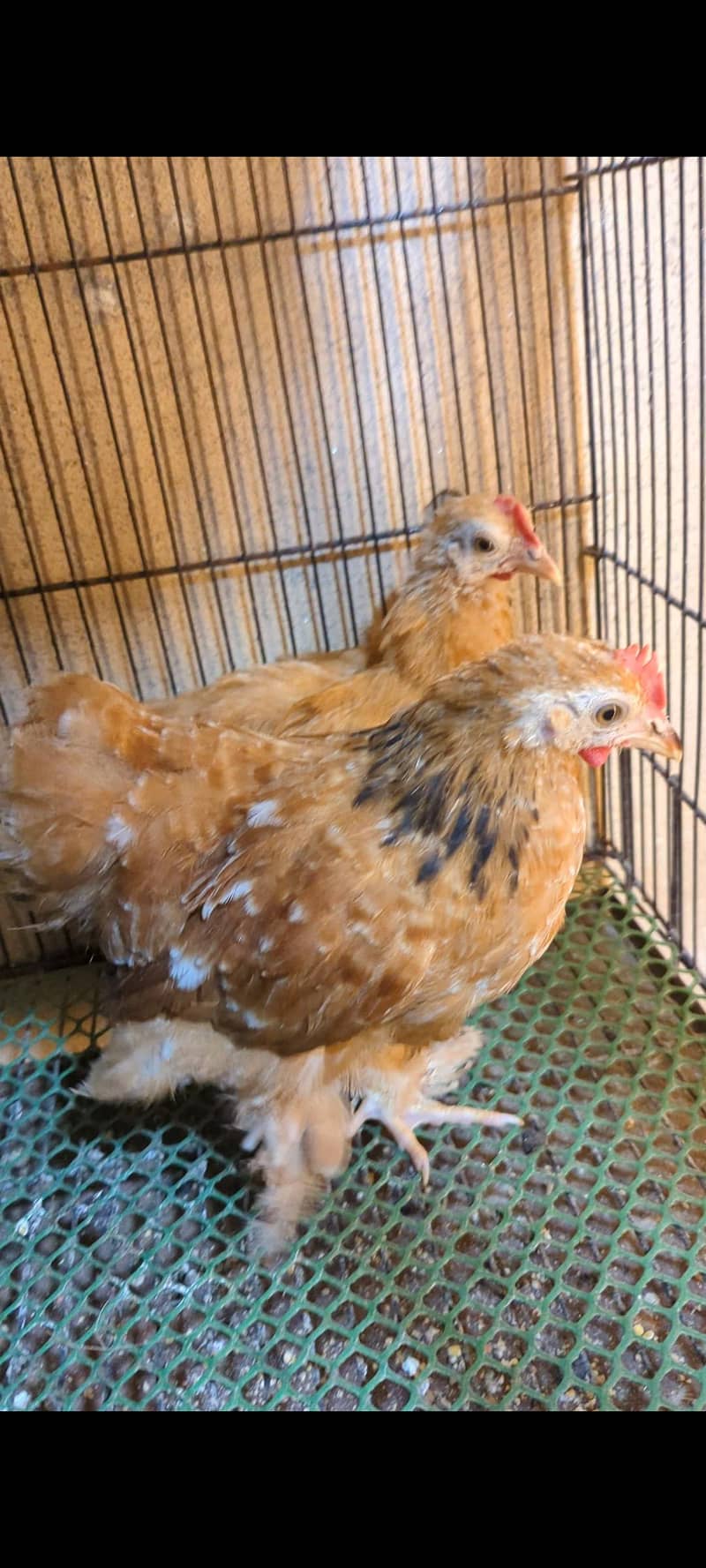 porcelain bantam 0