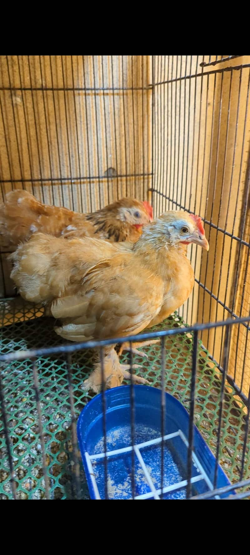 porcelain bantam 1