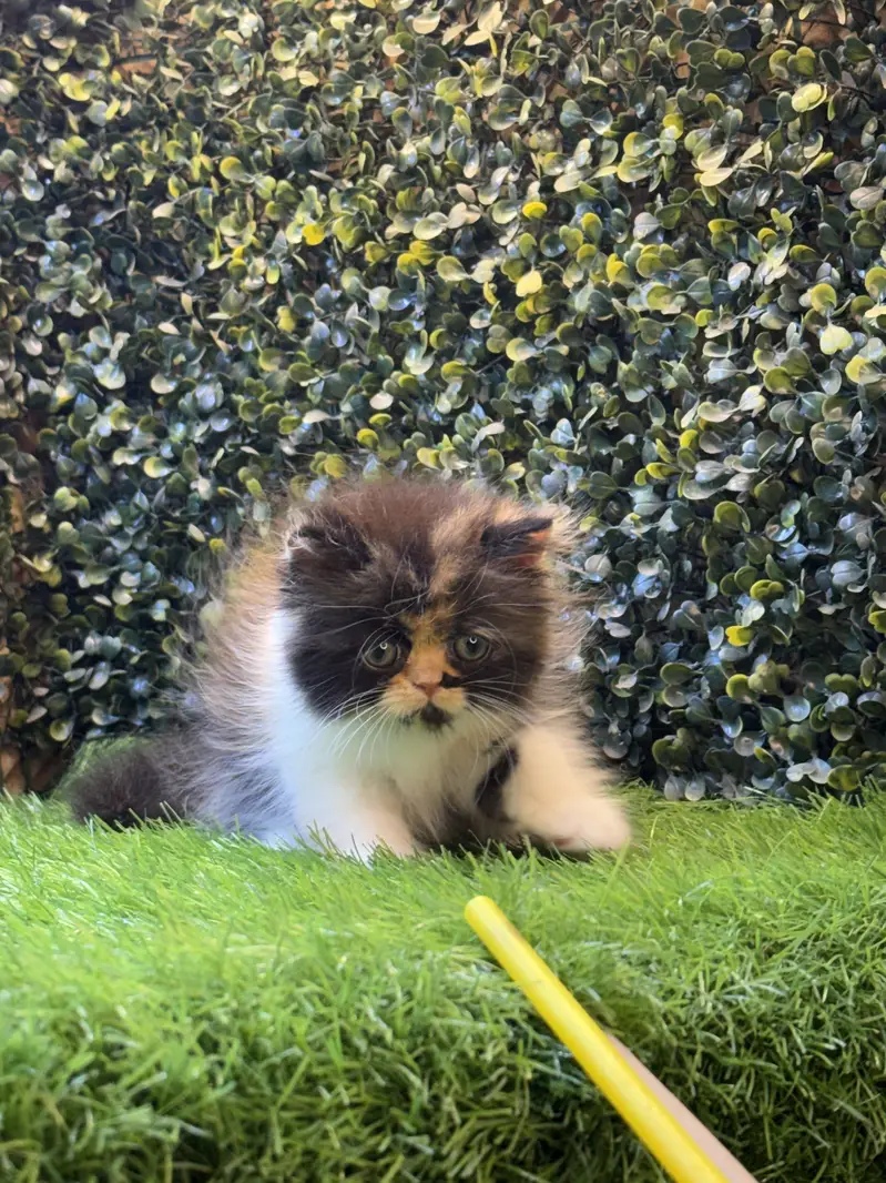 Persion Calico Female Kitten — photo 5