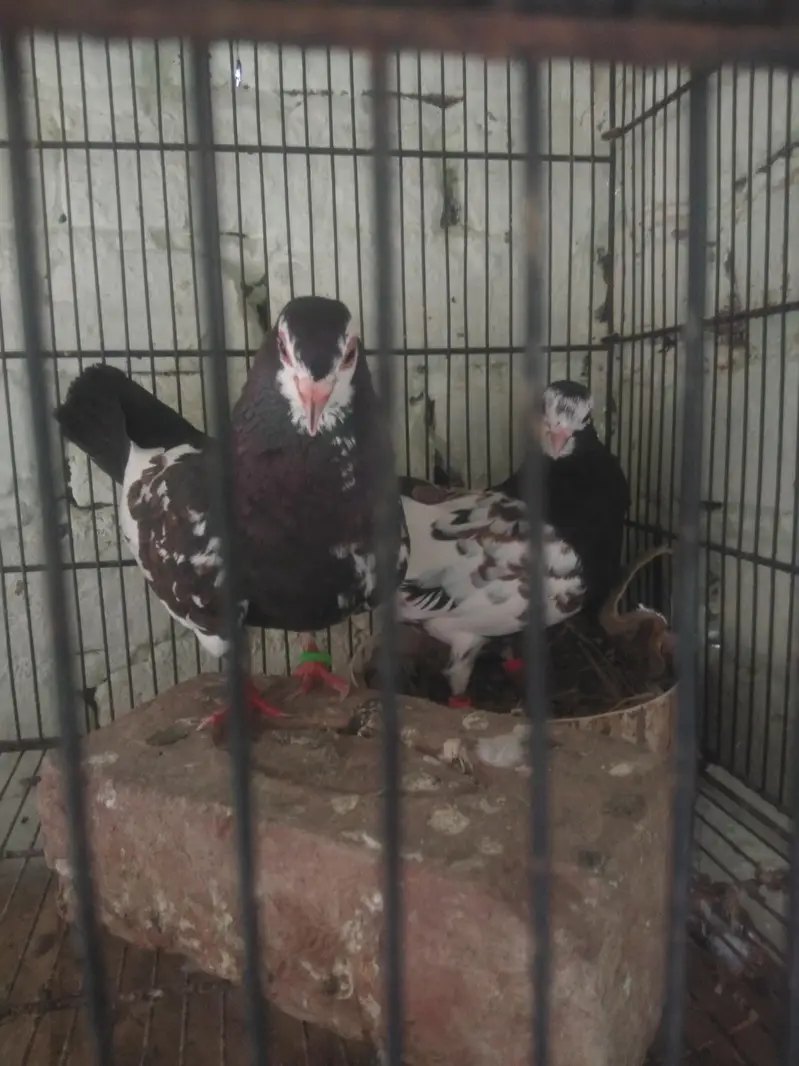 black Khal guldar kalyara breeder pair — photo 4