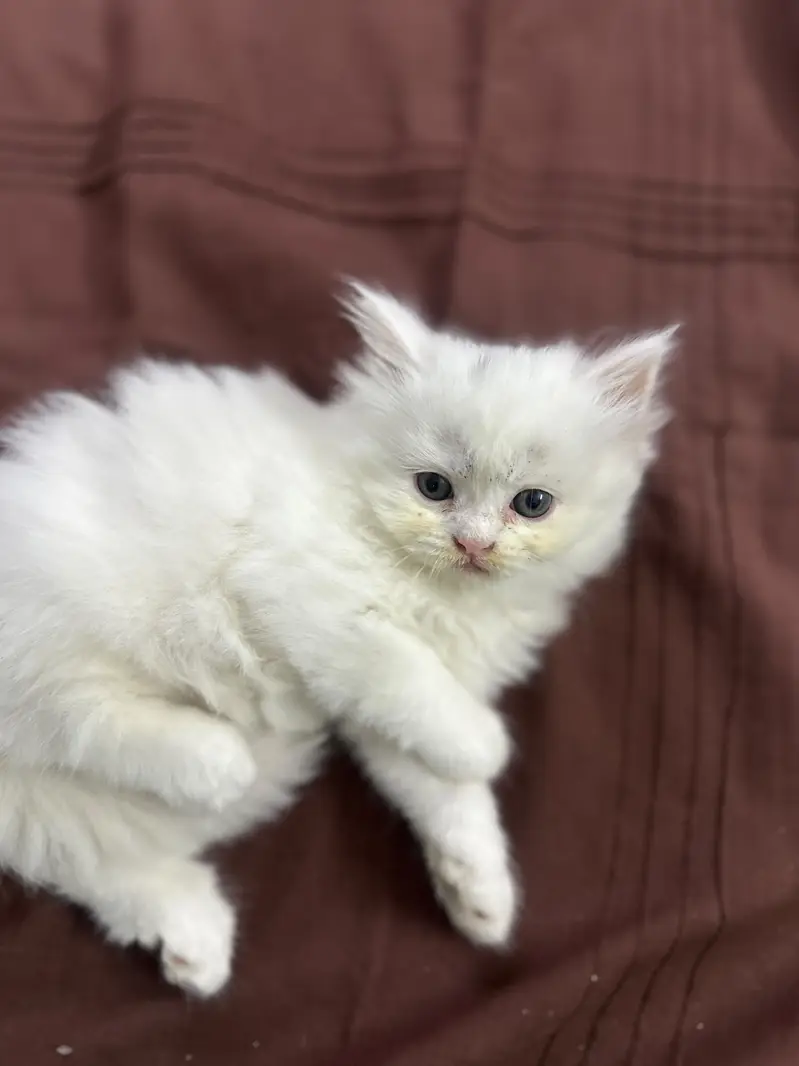 Pure White | Triple Coated Persian Kittens | Golden eyes — photo 4