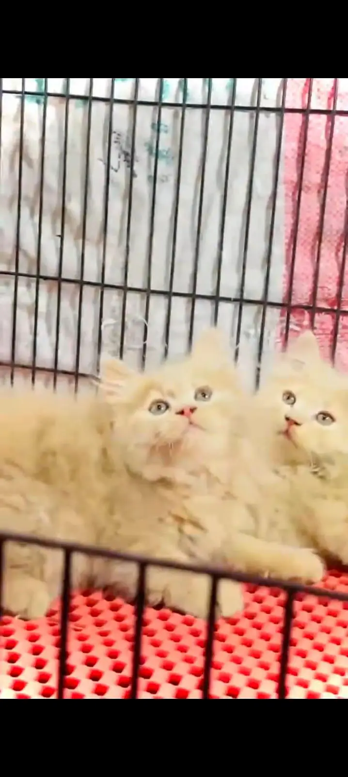 pure Persian cats vaccinated triple coated WhatsApp/0341/2761121/ — photo 2