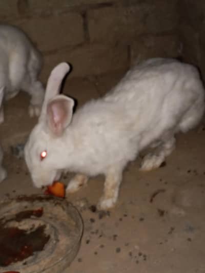 Red eyes white rabbit