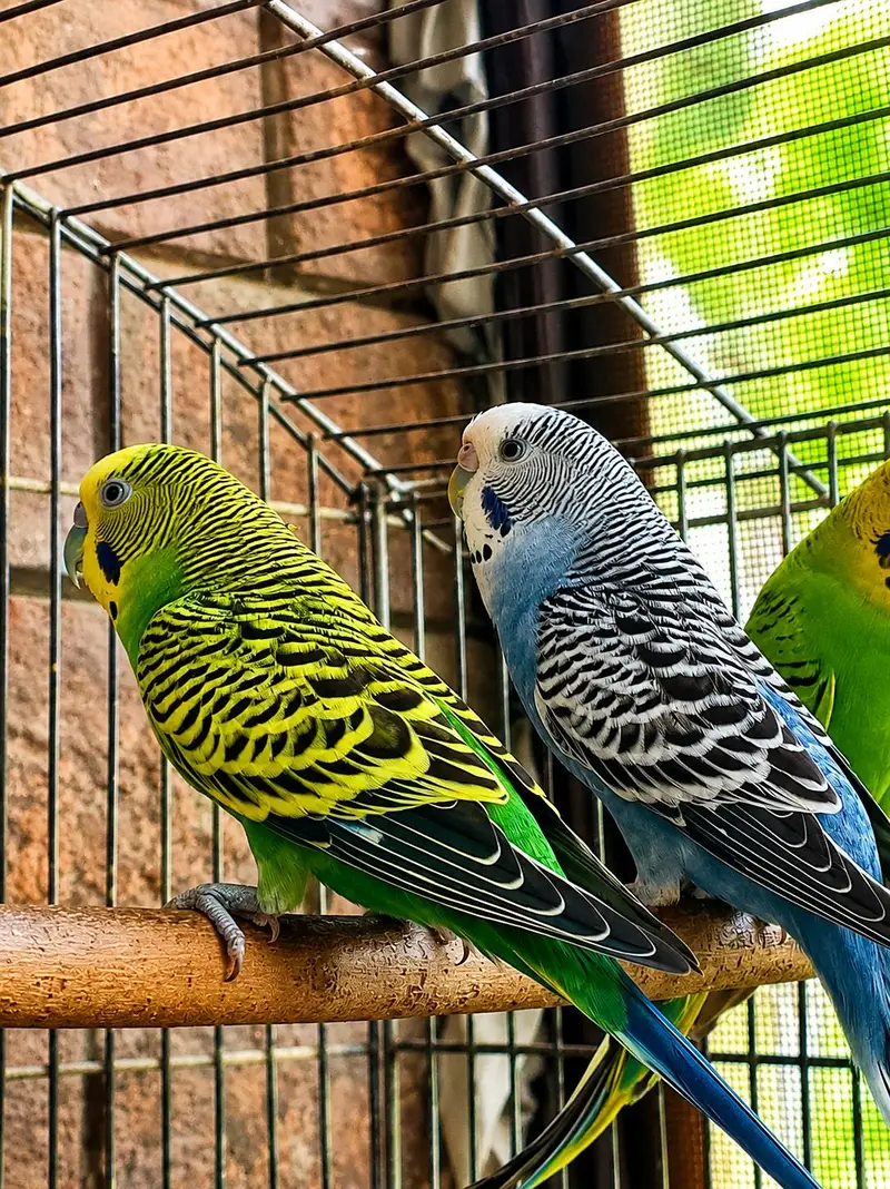 breeder pair already breed 2 times
