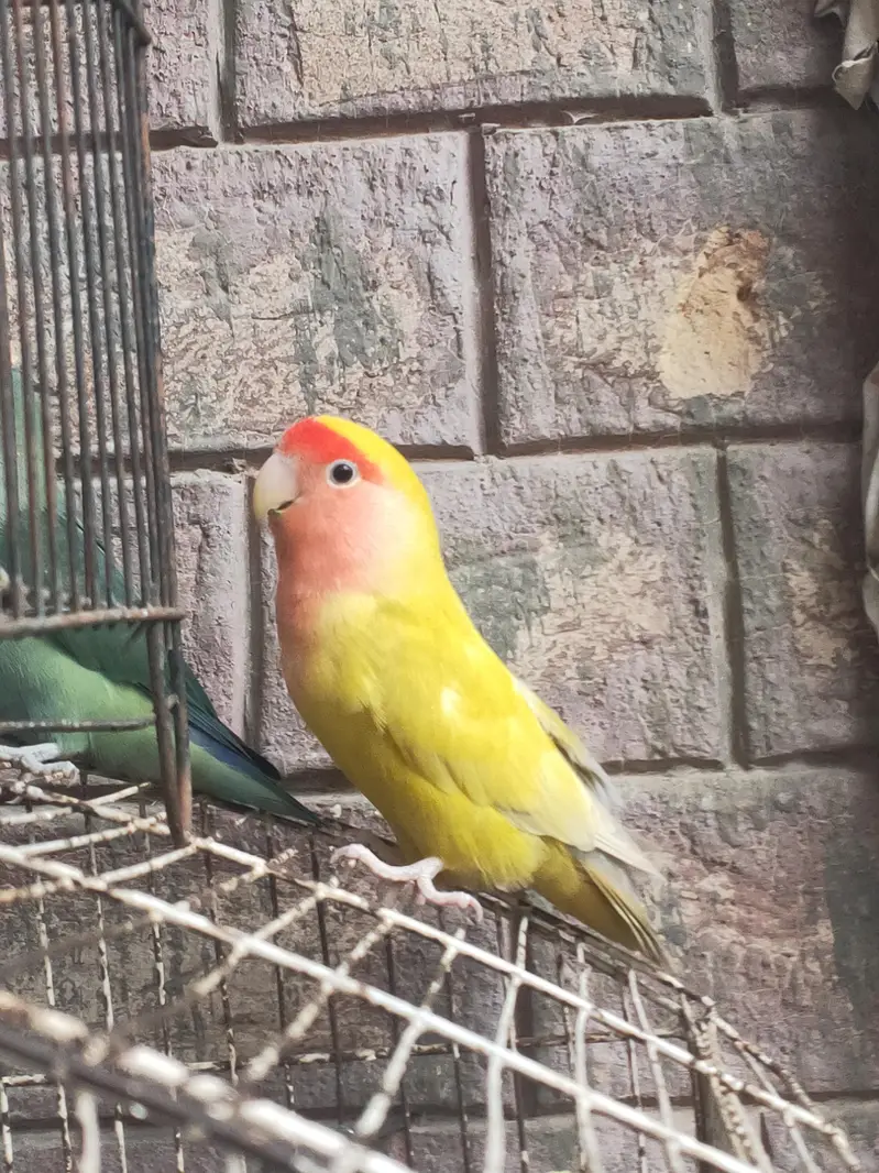 breeder pair already breed 2 times — photo 3
