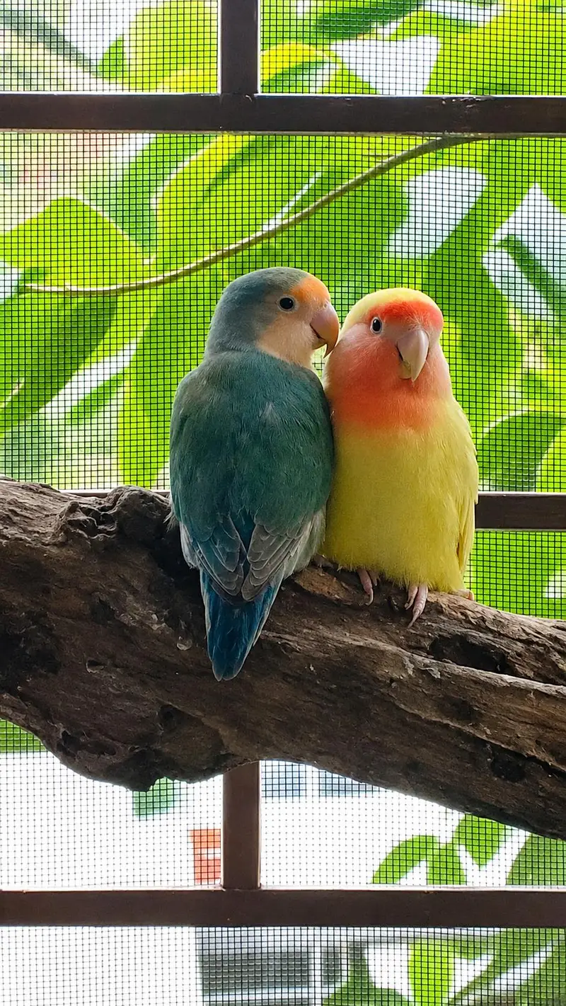 breeder pair already breed 2 times — photo 4