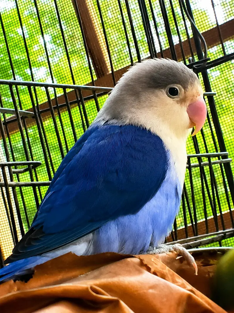 breeder pair already breed 2 times — photo 5