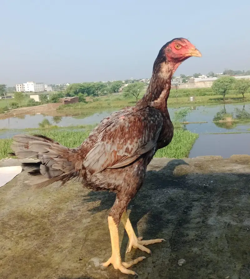 Jis bhai ko samj aiii TU rabta Kary number 03068728361 — photo 3