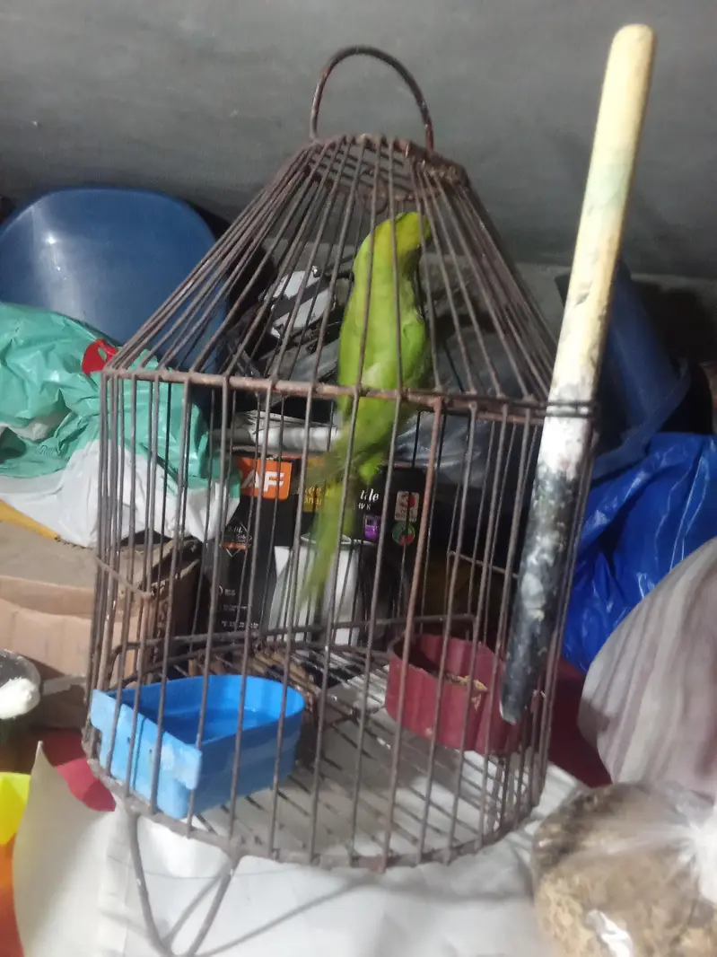 green female ghr ki pli hui ha mrzi sy bolti ha — photo 2