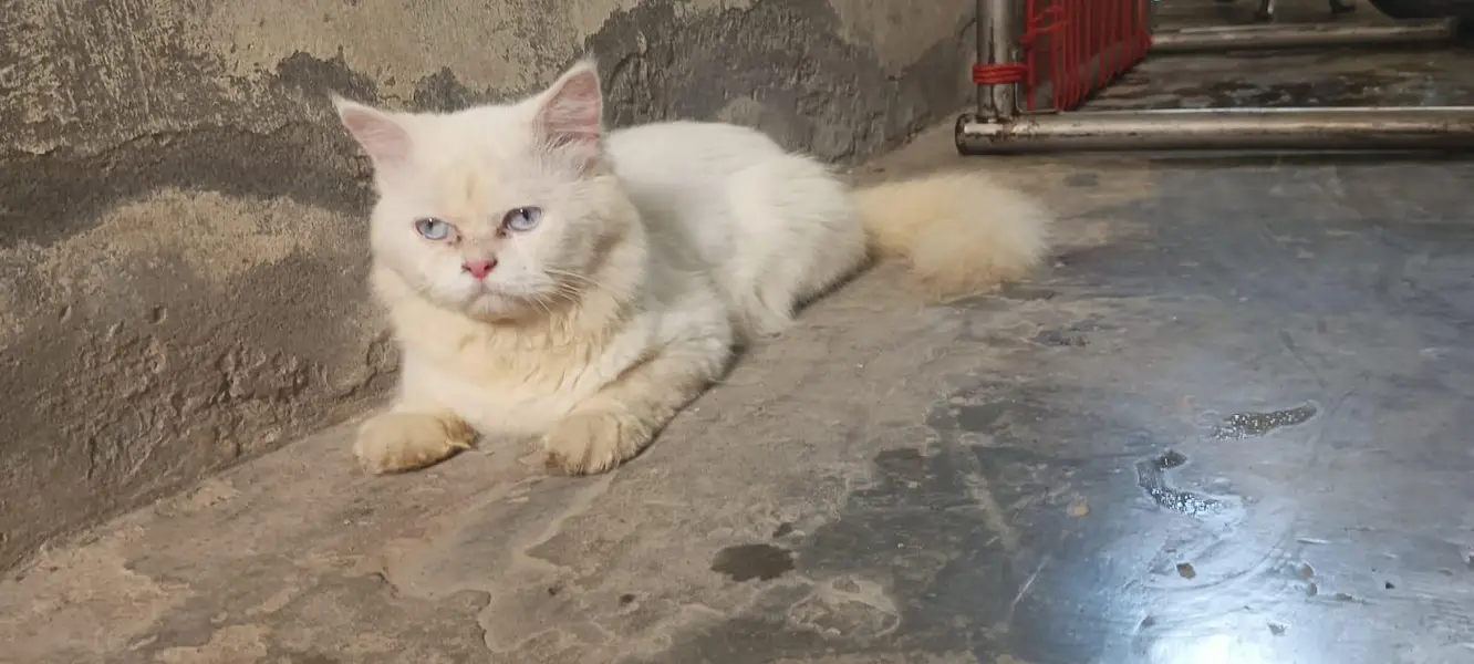 sami punch male 3rple coated blue eyes — photo 3