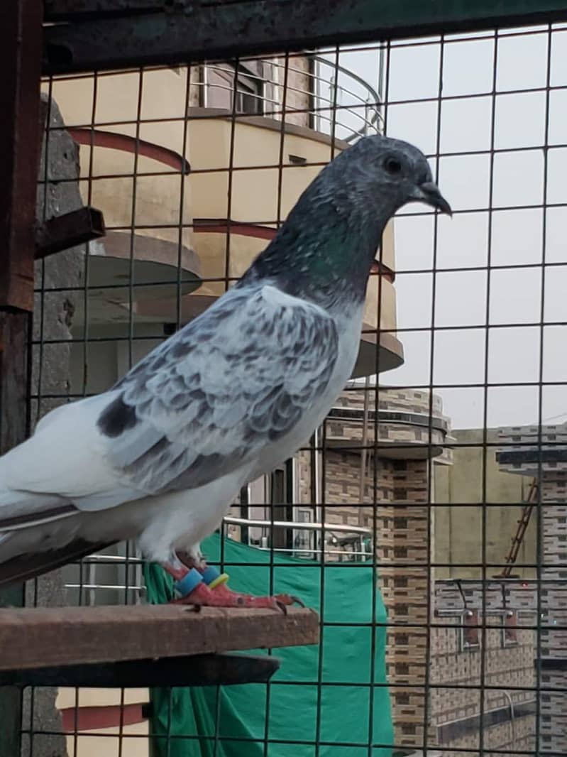 chat wale joree 2