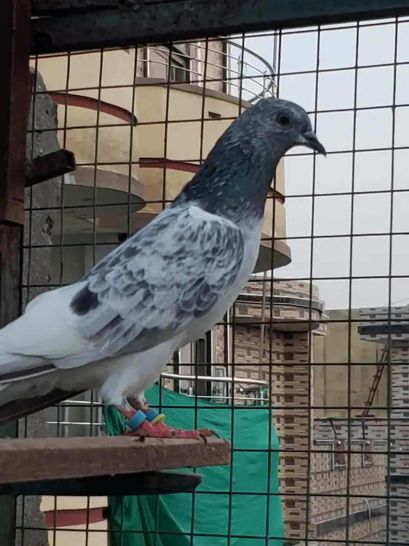 chat wale joree — photo 3