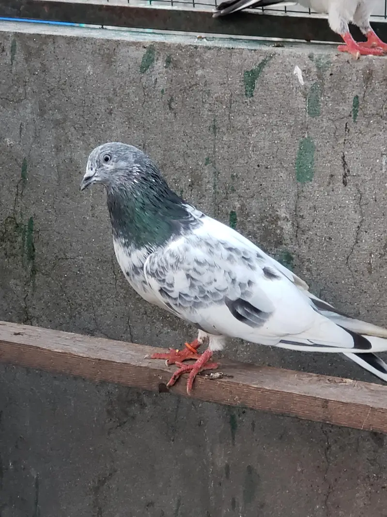 chat wale joree — photo 5