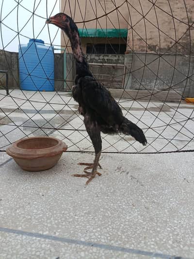 Black oh Shamo female