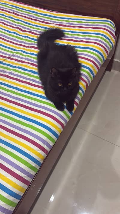Black Persian cat