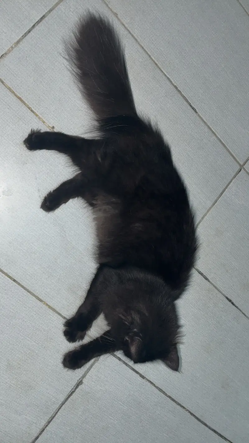 Black Persian cat — photo 2