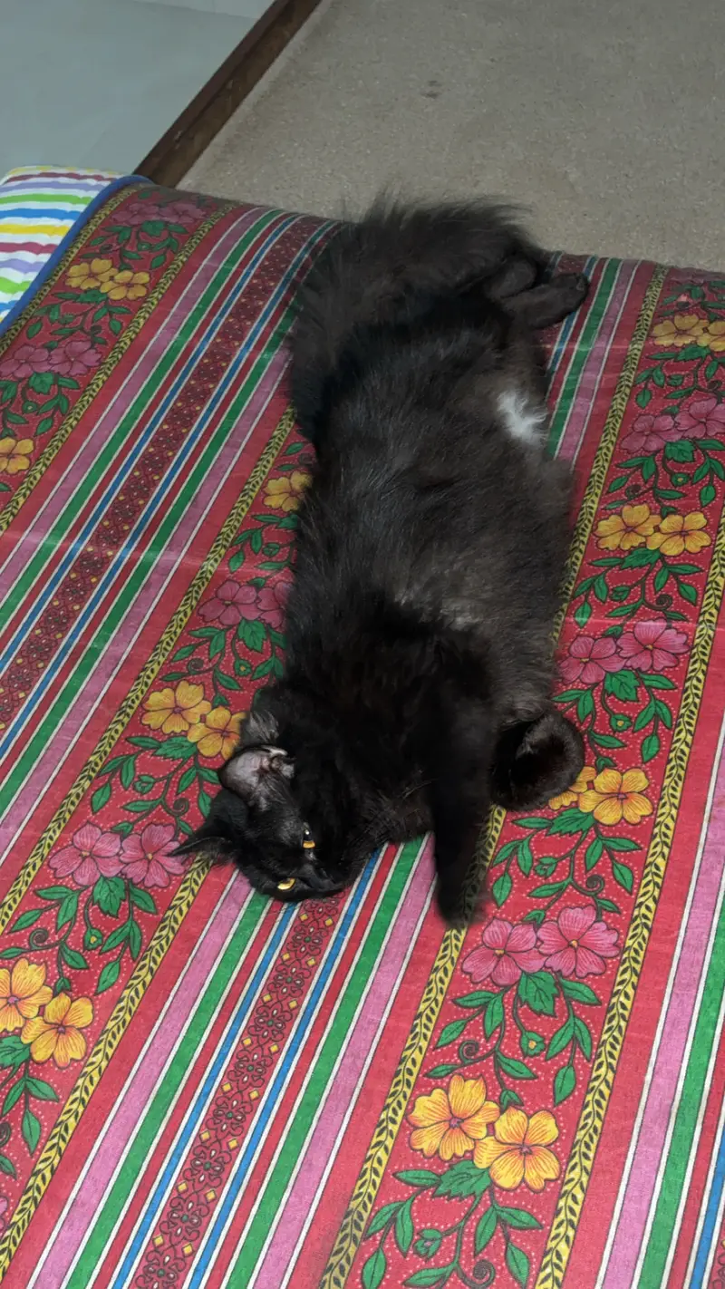 Black Persian cat — photo 3
