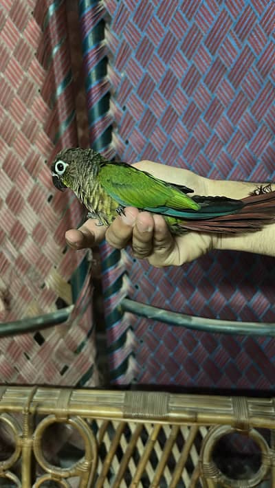 friendly fully tamed zero biting conure