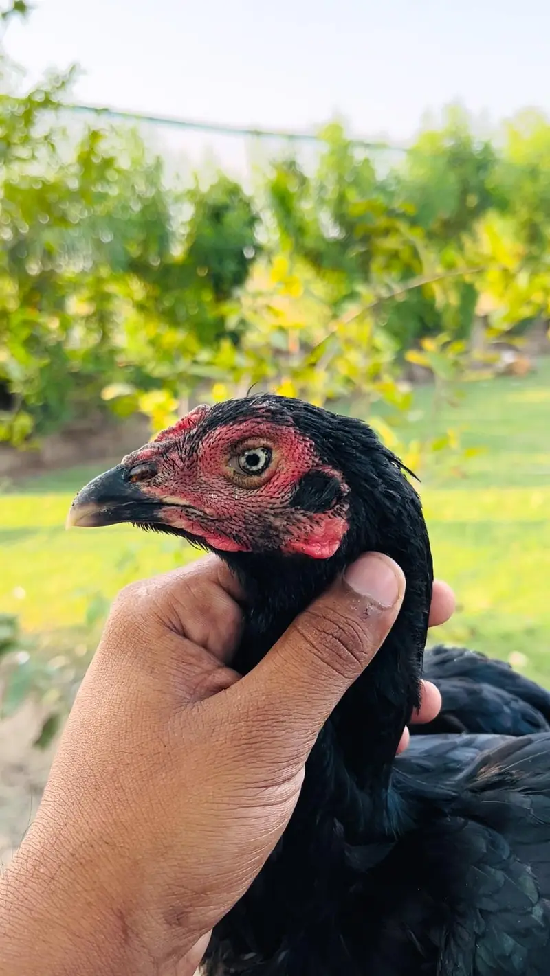 Hens aseel 0313//72//53//288 — photo 7