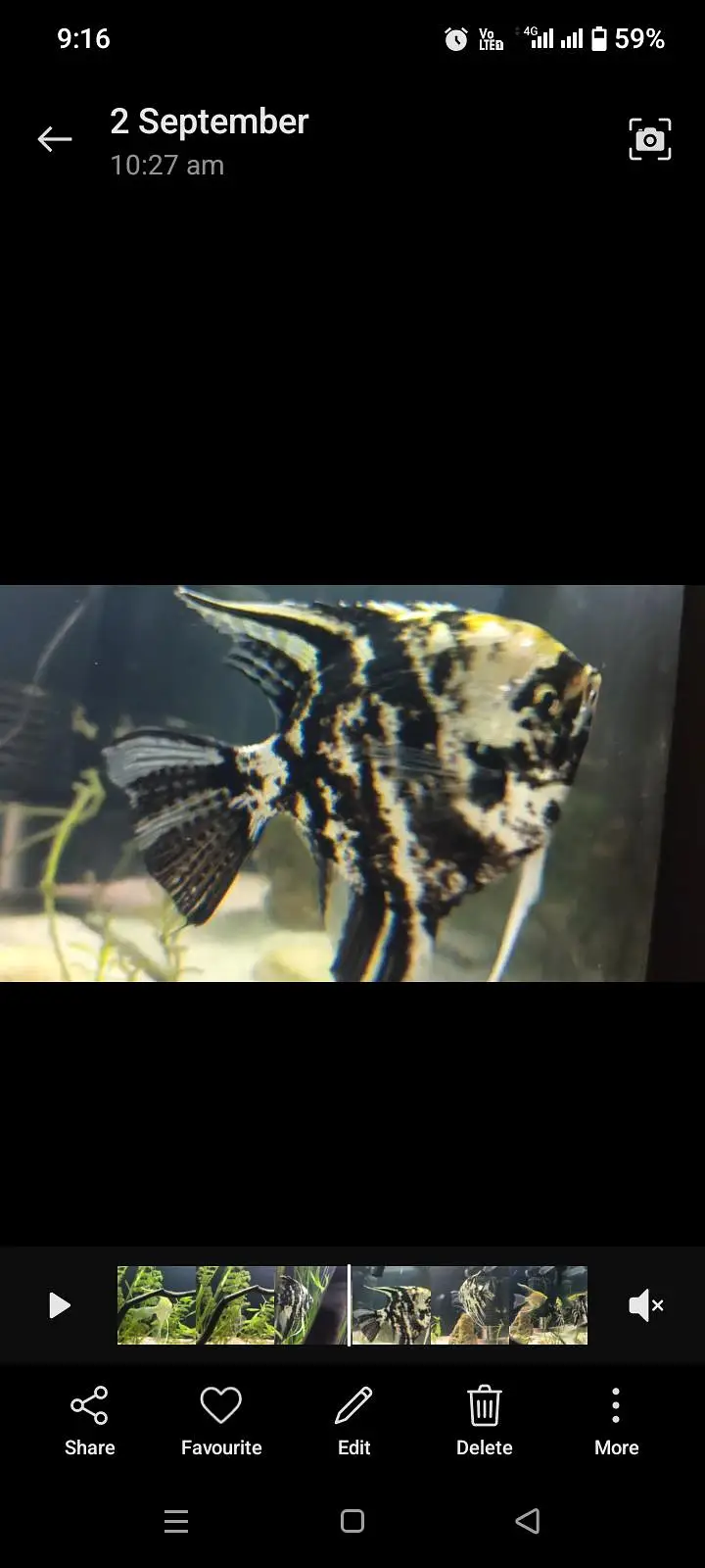 3 Angel Fish for Sale in one Price — photo 2
