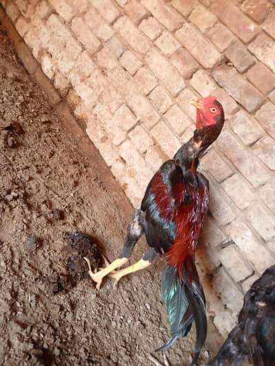 Ahmad gujjar1411