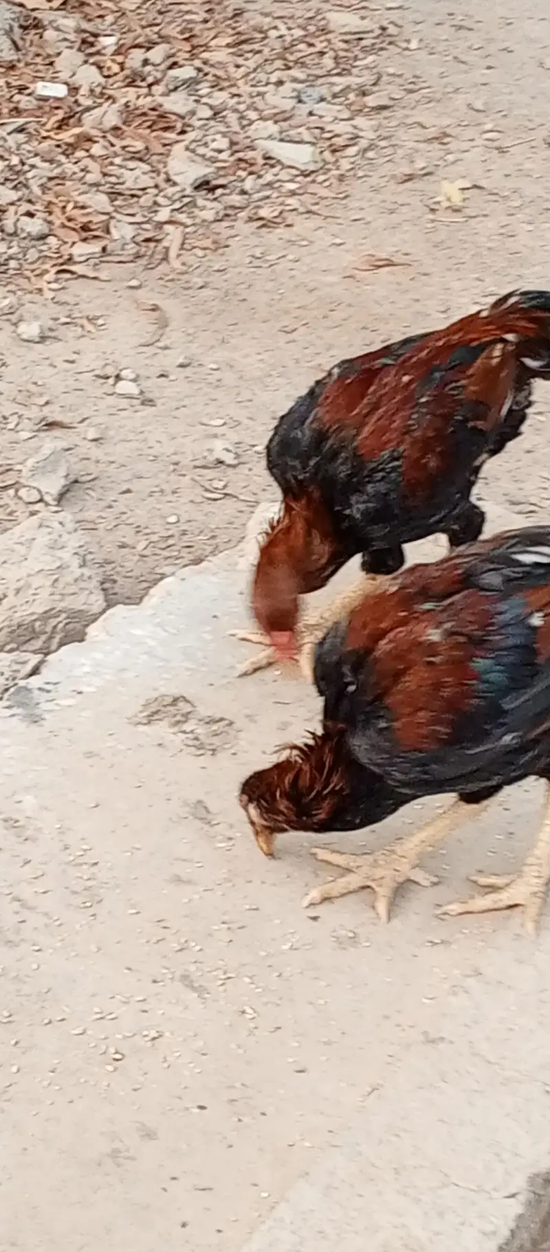 aseel hens for sale — photo 3