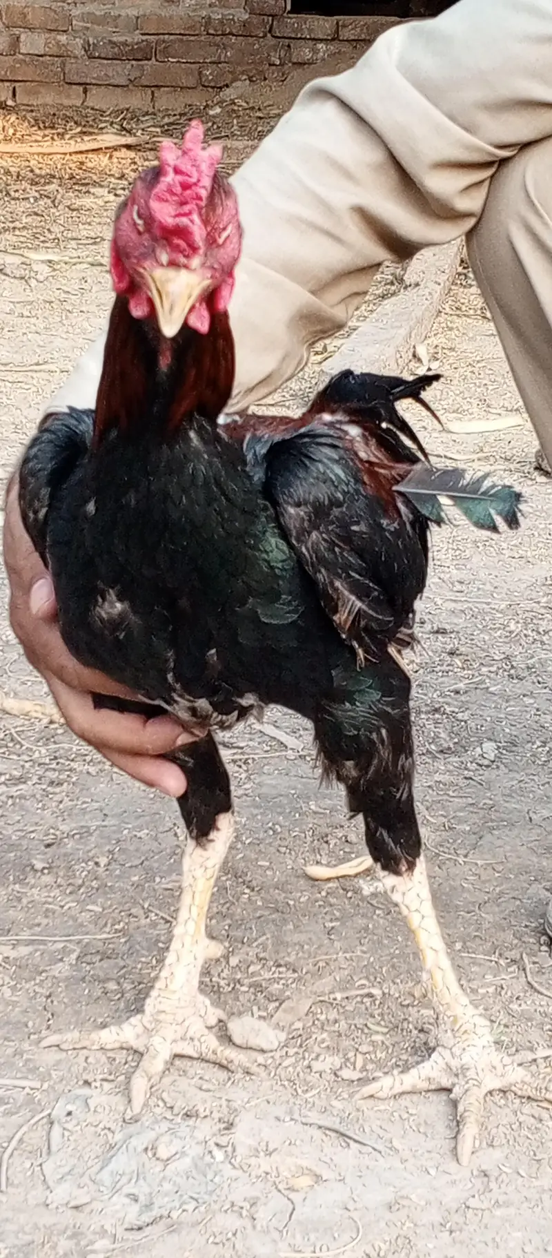 aseel hens for sale — photo 4