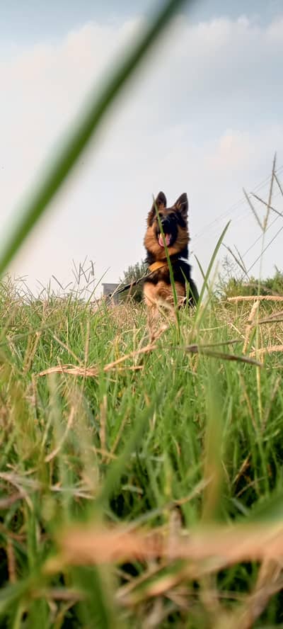 German shepherd