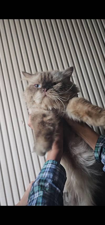 Himalyan Male Cat best fpr breeding