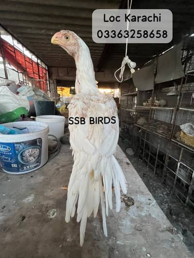 Indian Parrot Beak Long Tail Turtle eyes  100% garenty Original breed
