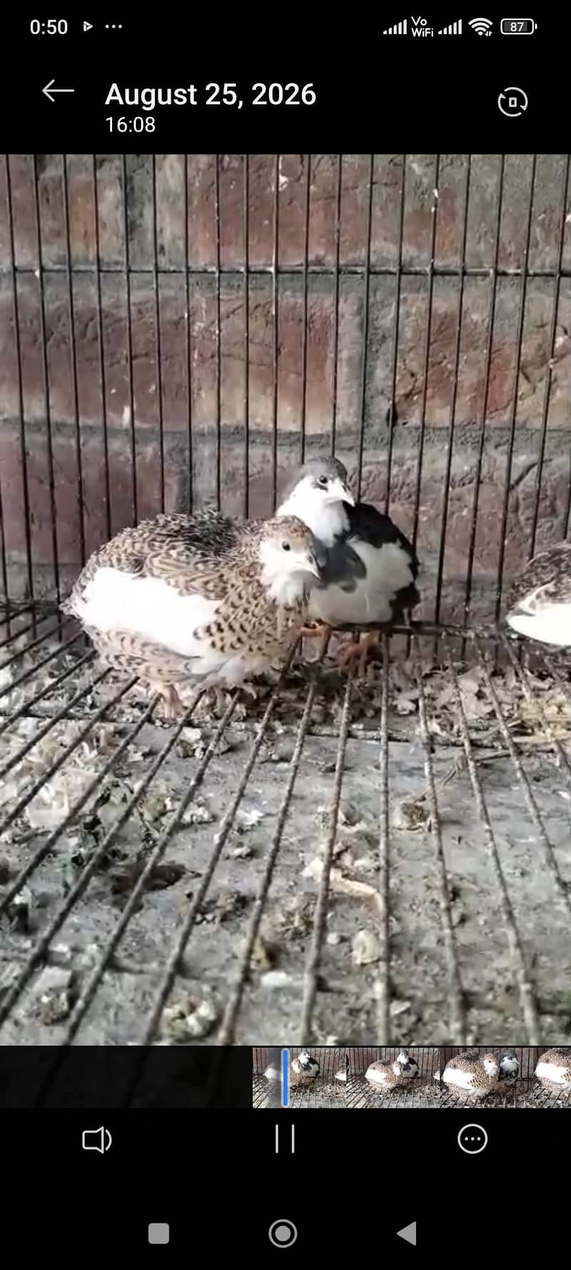 Quails 1