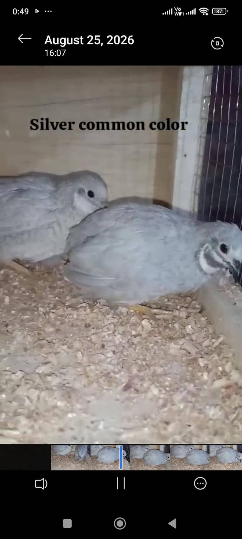 Quails 2
