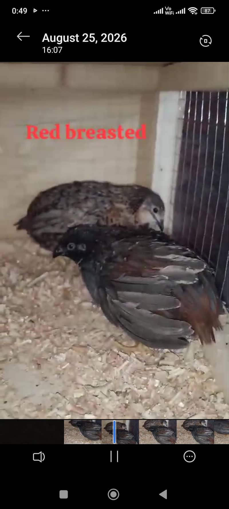 Quails 3