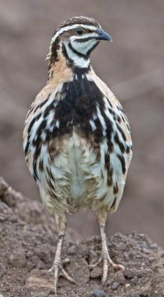 Quails 5