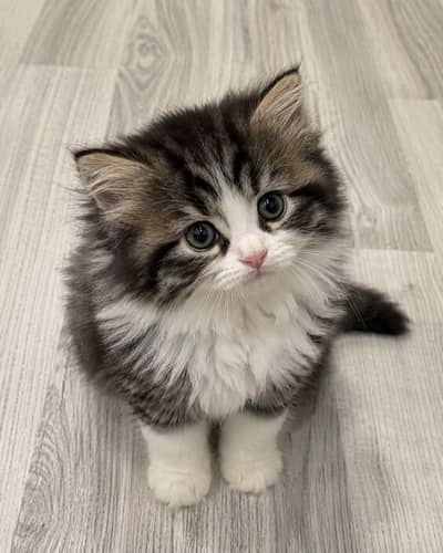 Persian kitten Triple coated for sale